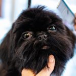 chien noir qui se fait toiletter