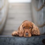 chien cocker couché